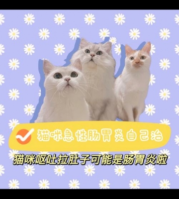 猫肠胃炎吃什么东西不能吃什么