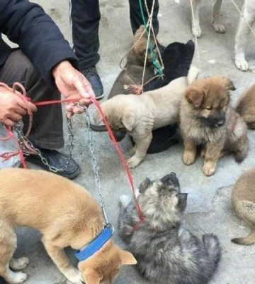 狗市场买狗注意什么东西