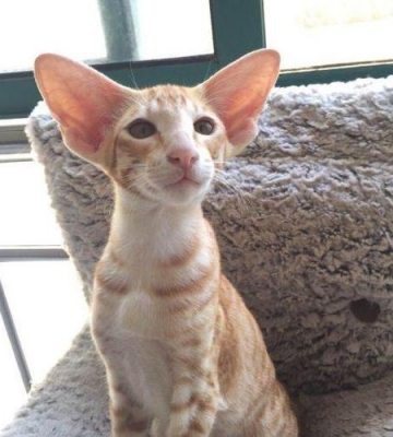 怎么训练短毛猫不咬人
