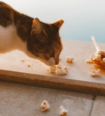 猫不停的干呕不吃东西怎么办