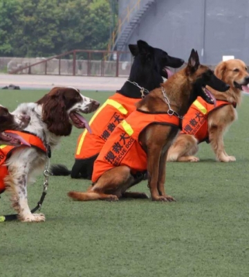 犬的训练科目