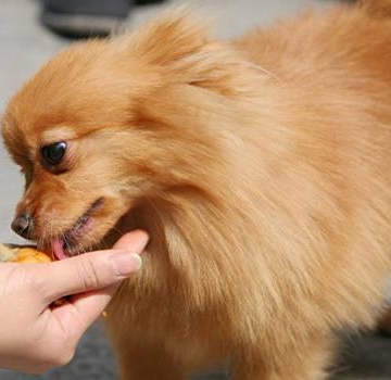 狗狗不吃东西还呕吐拉肚子怎么办