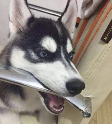 两个月的哈士奇咬东西