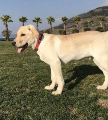 怎么训练拉布拉多犬不咬东西