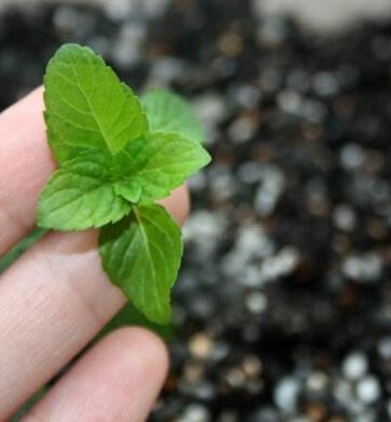 薄荷栽培与繁植