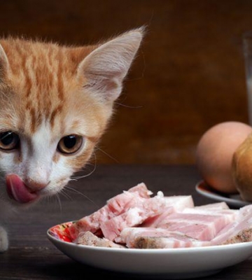 如何让猫咪多吃东西