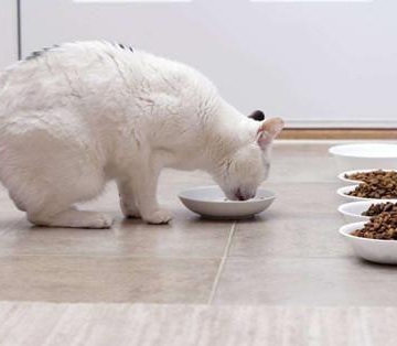 小猫拉软便不吃东西怎么办