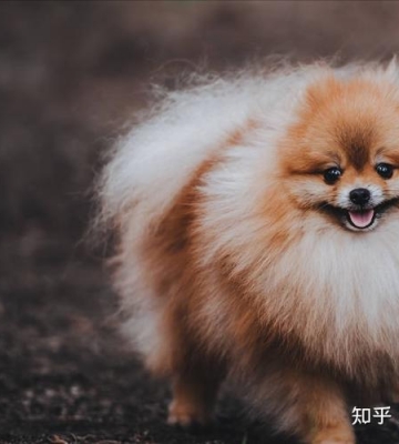 博美犬乱咬东西怎么办