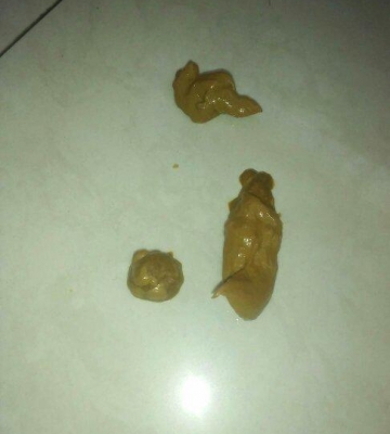 狗狗不吃东西 拉稀 黄绿色