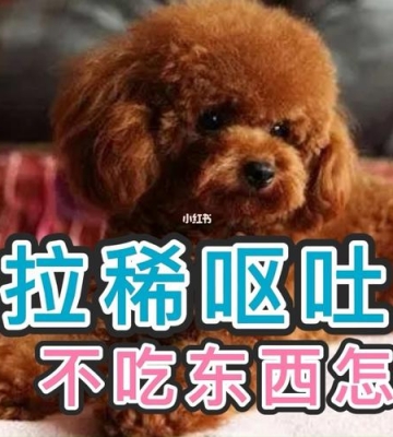 小狗不吃东西吐拉稀怎么办啊