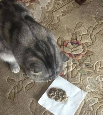 龙猫病了不吃东西怎么办