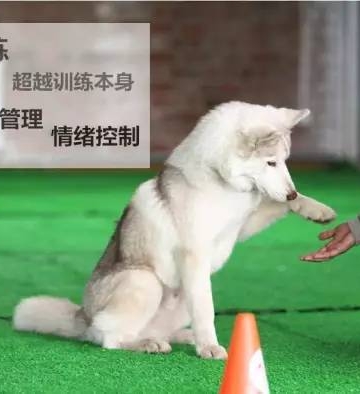 宠物训练机构