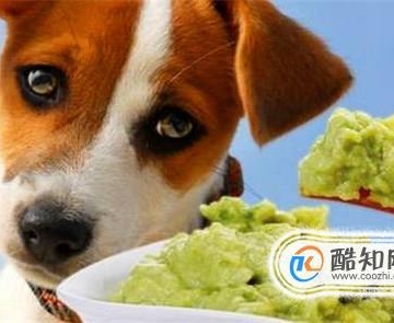 幼犬乱啃东西怎么办
