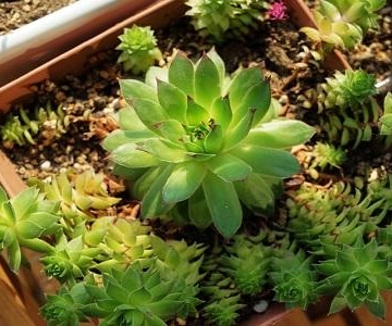 养多肉植物的注意事项