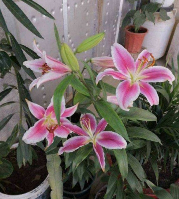 百合球11月种注意事项