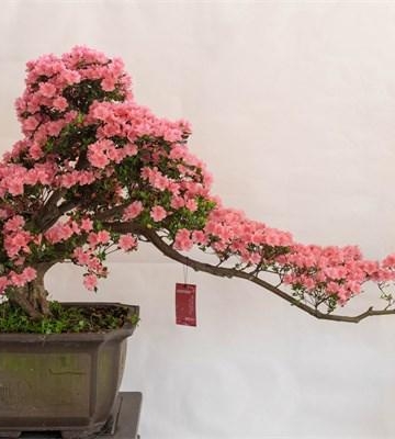 盆花栽培技术杜鹃