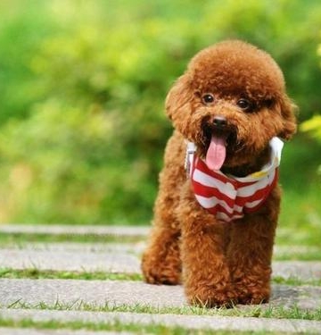 贵宾犬训练站立行走