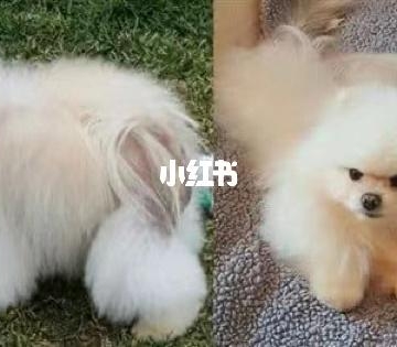 博美病了不吃东西