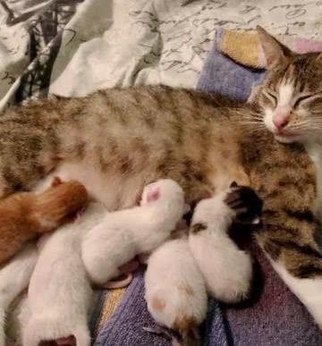 刚生完猫咪不吃东西怎么办
