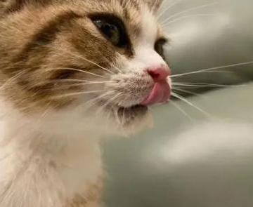 小猫体温低吃东西咽不下去