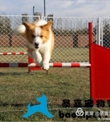 广州市狗狗训练场