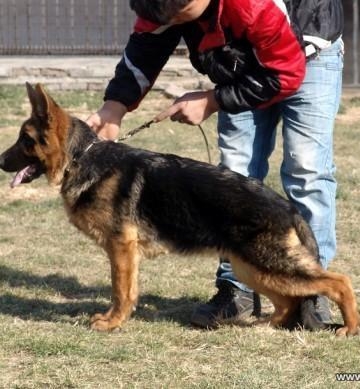 纯种牧羊犬怎么训练