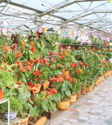 中国花卉栽培花卉网