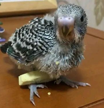 鹦鹉雏鸟没精神不吃东西