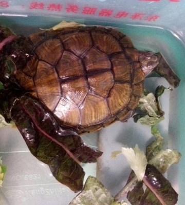 乌龟不吃东西怎么办视频教程