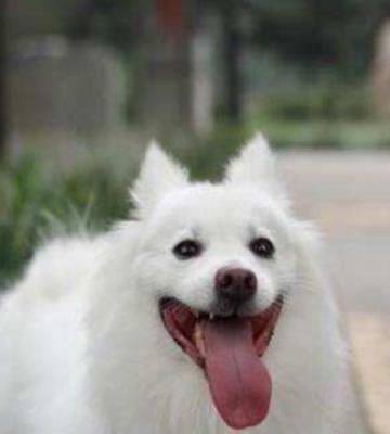 银狐犬不吃东西怎么办