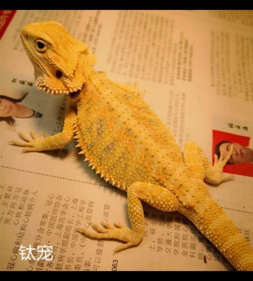 如何训练红鬃狮蜥蜴
