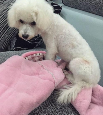5个月比熊犬训练排便