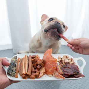 如何训练狗狗不抢零食