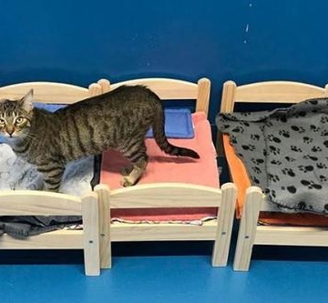 训练猫咪不破坏家具的方法