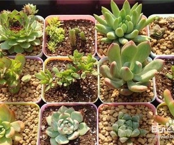 移栽多肉注意事项