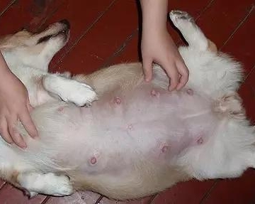 狗怀孕55天不吃东西了