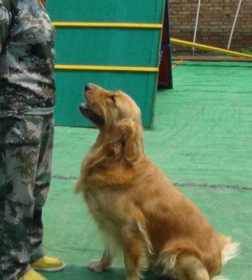 狗训练学校西安