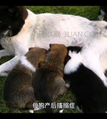 土母狗产后不爱吃东西