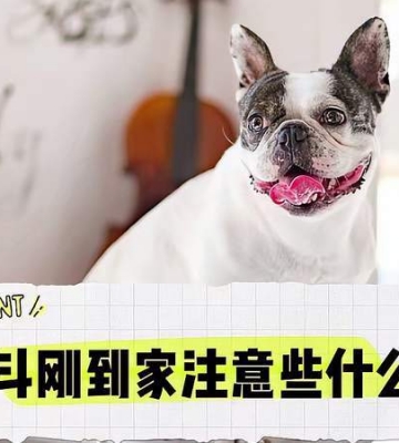 买法斗需要注意什么东西