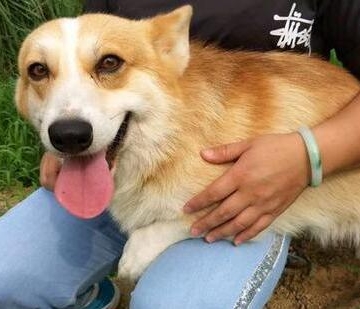 柯基犬训练手势