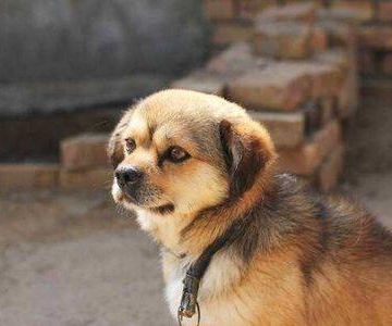 怎样训练土狗不咬人