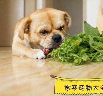 狗不可以吃什么喝什么东西怎么办