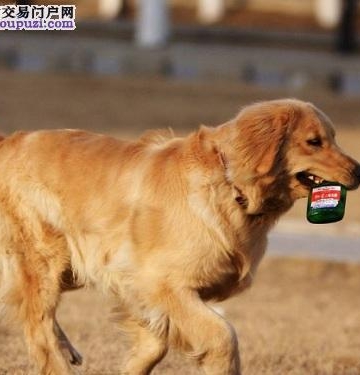 怎样训练金毛坐立