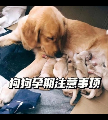 狗狗怀孕都应该注意些什么东西不能