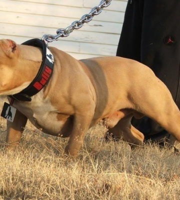 怎么训练狗斗犬