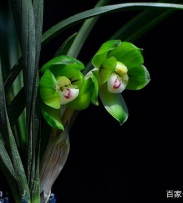 盆栽兰花种植方法
