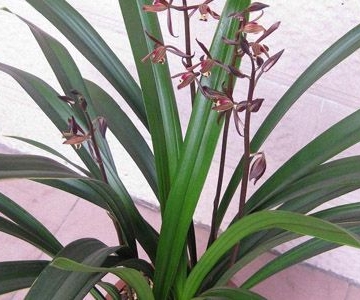 养殖墨兰的植料图片和栽培方法