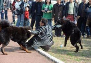 藏獒训练不咬人