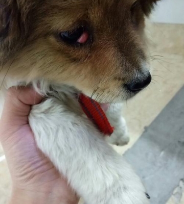 幼犬眼睛里有东西怎么办