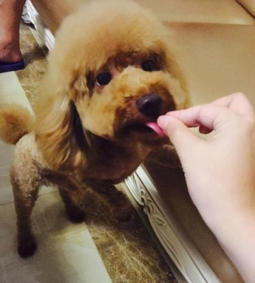 贵宾幼犬喜欢乱咬东西怎么办